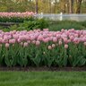 Tulipa Bulb Single Late Pink Diamond Tulip