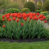 Tulipa Bulb Darwin Hybrid Oxford Tulip