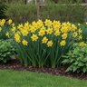 Narcissus Bulb Trumpet Marieke Daffodil
