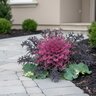 Brassica Oleracea Peacock Red Ornamental Kale