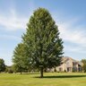 Quercus Bicolor American Dream Swamp White Oak
