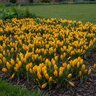 Crocus Bulb Flavus Golden Yellow Large Flowering Crocus
