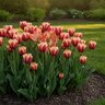 Tulipa Bulb Triumph Slawa Tulip