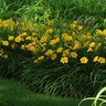 Hemerocallis Bulb Bare Root Stella D'Oro Daylily