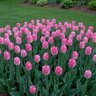 Tulipa Bulb Triumph Innuendo Tulip