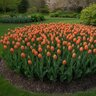 Tulipa Bulb Triumph Delta Storm Tulip
