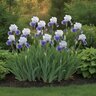 Iris Bulb Germanica Clarence Bearded Iris