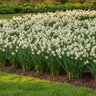 Narcissus Bulb Bunch Flowering Cheerfulness Daffodil
