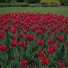 Tulipa Bulb Single Early Couleur Cardinal Tulip