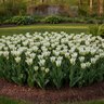 Tulipa Bulb Viridiflora Spring Green Tulip
