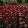 Tulipa Bulb Purity and Passion Mixture Tulip