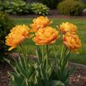 Tulipa Bulb Double Late Sun Lover Tulip
