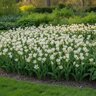 Tulipa Bulb Species Turkestanica Tulip