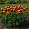 Tulipa Bulb Triumph Abu Hassan Tulip
