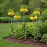 Fritillaria Bulb Imperialis Lutea Maxima Crown Imperial