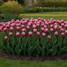 Tulipa Bulb Triumph Leo Visser Tulip