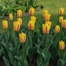 Tulipa Bulb Kaufmanniana Giuseppe Verdi Tulip