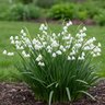 Leucojum Bulb Aestivum Summer Snowflake
