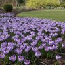 Crocus Bulb Vernus Pickwick Large Flowering Crocus