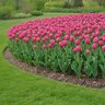 Tulipa Bulb Triumph Carola Tulip
