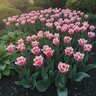 Tulipa Bulb Triumph New Design Tulip