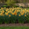 Narcissus Bulb Split Corona Mondragon Daffodil