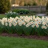 Narcissus Bulb Trumpet Orange Sunset Daffodil