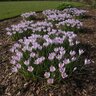 Crocus Bulb Species Tommasinianus Lilac Beauty Crocus