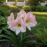 Hippeastrum Bulb Dutch Apple Blossom Amaryllis