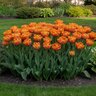 Tulipa Bulb Double Early Monte Orange Tulip