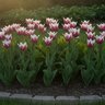 Tulipa Bulb Lily Flowered Ballade Tulip