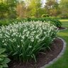 Leucojum Bulb Aestivum Gravetye Giant Summer Snowflake