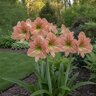 Hippeastrum Bulb Dutch Terra Cotta Star Amaryllis