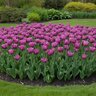 Tulipa Bulb Parrot Blue Parrot Tulip