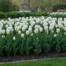 Tulipa Bulb Fosteriana Emperor Purissima Tulip