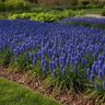 Muscari Bulb Armeniacum Grape Hyacinth
