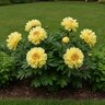 Paeonia Bulb Garden Treasure Itoh Peony