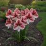 Hippeastrum Bulb Dutch Daphne Amaryllis