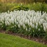Muscari Bulb Aucheri White Magic Grape Hyacinth