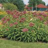 Asclepias Bulb Incatnata Soulmate Swamp Milkweed