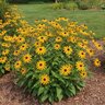 Rudbeckia Bulb Fulgida var. Sullivantii Goldstrum Black-Eyed Susan #1