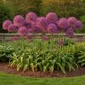 Allium Bulb Giganteum Christophii Ornamental Onion
