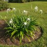 Hymenocallis Bulb Littoralis Beach Spider Lily
