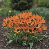 Tulipa Bulb Species Little Princess Tulip