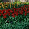 Tulipa Bulb Kaufmanniana Showwinner Tulip