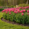 Tulipa Bulb Triumph Don Quichotte Tulip