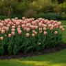 Tulipa Bulb Darwin Hybrid Ollioules Tulip
