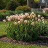 Tulipa Bulb Single Late Camargue Tulip