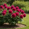 Paeonia Bulb Lactiflora Big Ben Peony