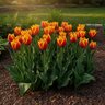 Tulipa Bulb Fringed Fabio Tulip